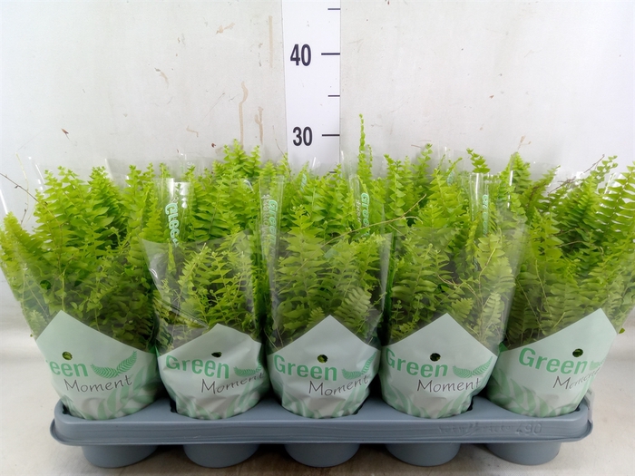 <h4>Nephrolepis exal. 'Green Moment'</h4>