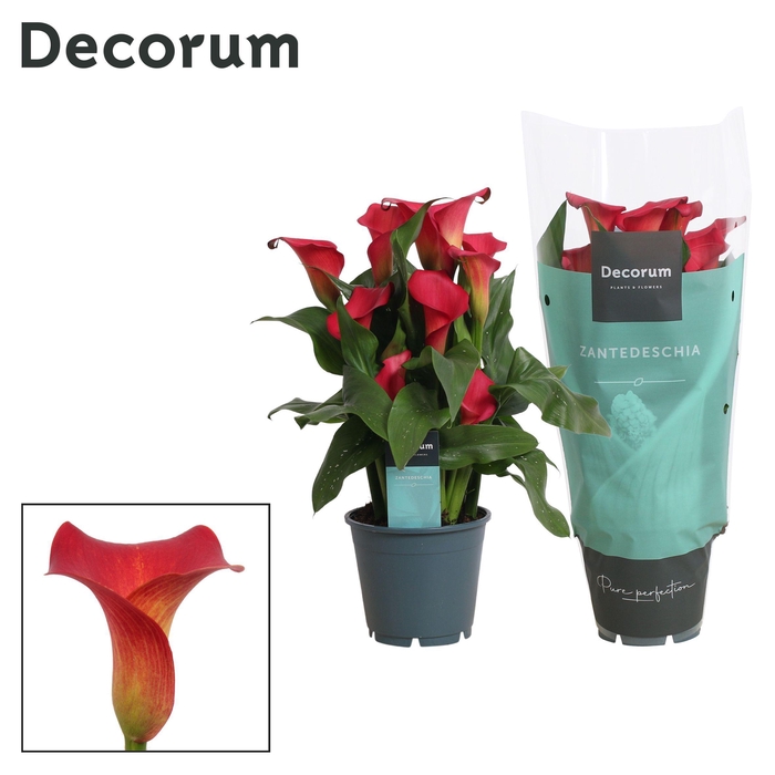 <h4>Zantedeschia (Calla) Rood (Decorum)</h4>