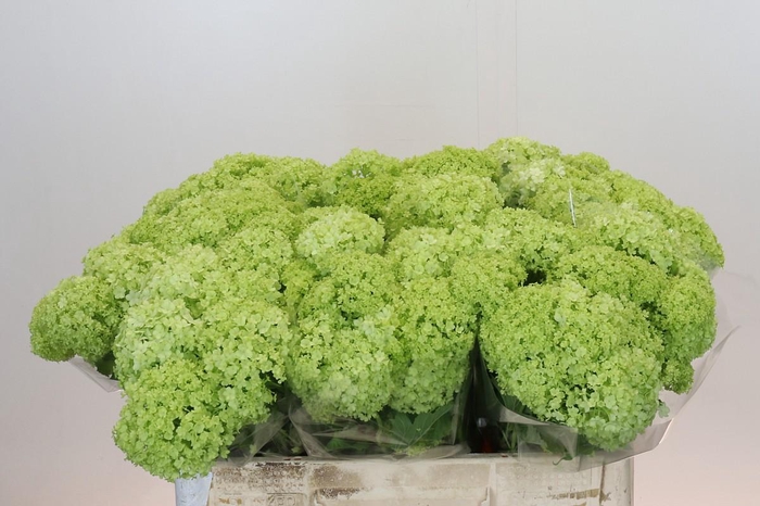 Viburnum Opulus Roseum