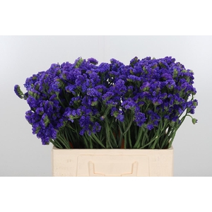 Statice Crystal Dark Blue