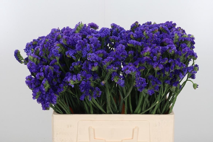 <h4>Statice Crystal Dark Blue</h4>