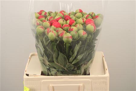 <h4>Paeo L Coral Magic</h4>