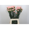 Dianthus St Sarah Pink