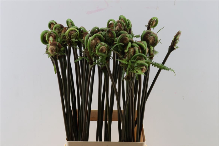 <h4>Osmunda Regalis</h4>