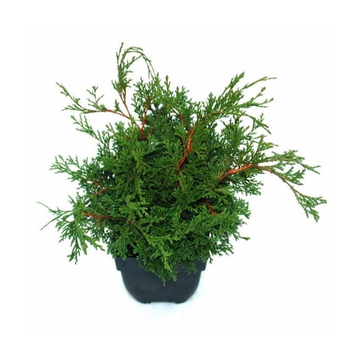 <h4>Chamaecyparis obtusa 'Pygmaea' P17</h4>