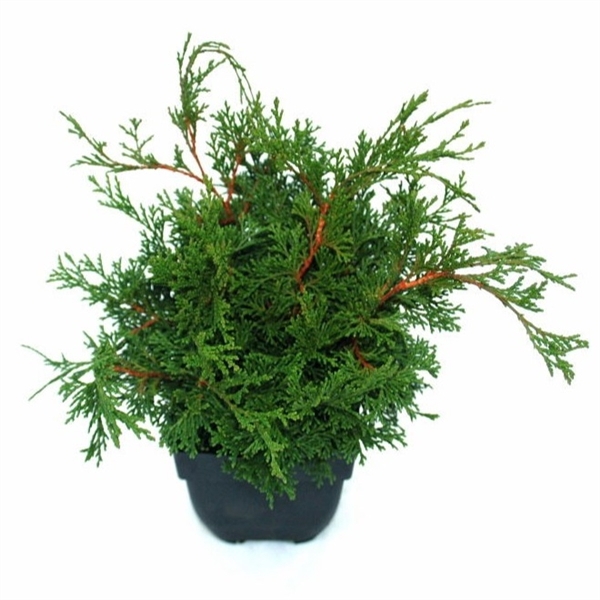 <h4>Chamaecyparis obtusa 'Pygmaea' P17</h4>