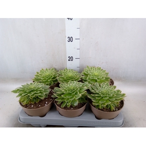 Aeonium tabuliforme