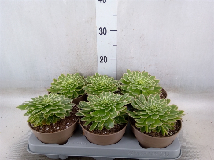 <h4>Aeonium tabuliforme</h4>