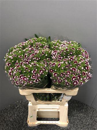 <h4>Di Barb Aldo Amalfi</h4>