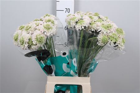 <h4>Scabiosa atrop. 'FrenchVan BonBon'</h4>