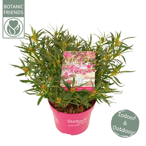 Mollis Azalea Rhododendron Mollis A