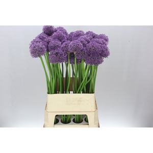 Allium Gladiator Ex
