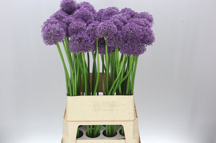 <h4>Allium Gladiator Ex</h4>