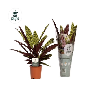 Calathea lancifolia