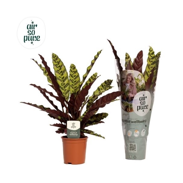 <h4>Calathea lancifolia</h4>