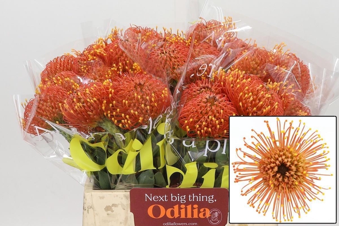<h4>LEUCO CO GOLD DUST</h4>