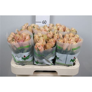 R Gr Cream Caramel