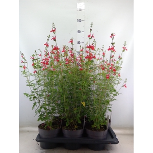 Salvia micro.