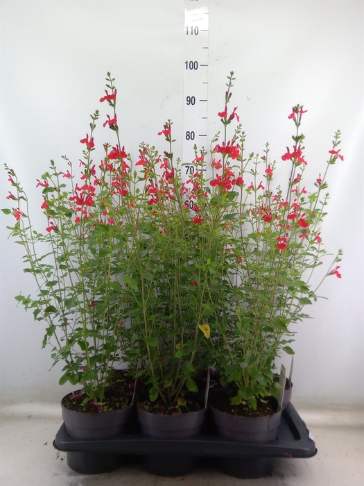 <h4>Salvia micro.</h4>