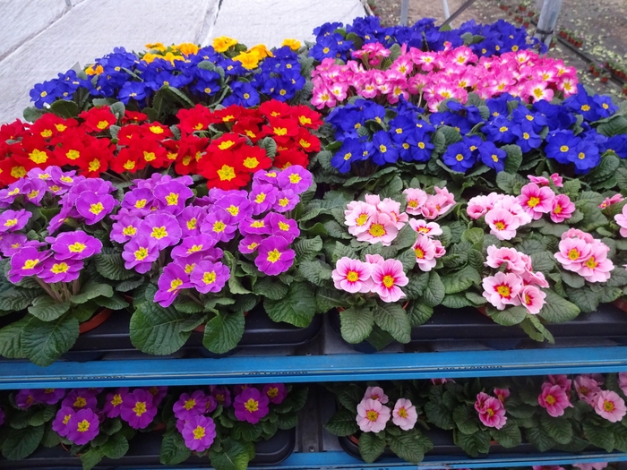 <h4>PRIM AC MIXK</h4>