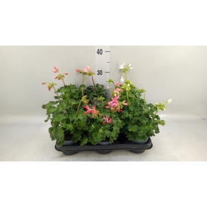Pelargonium zona.   ...