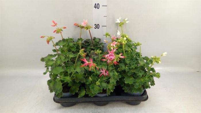 <h4>Pelargonium zona.   ...</h4>