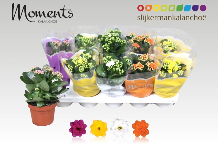 <h4>KAL GE GEM 4 KL</h4>