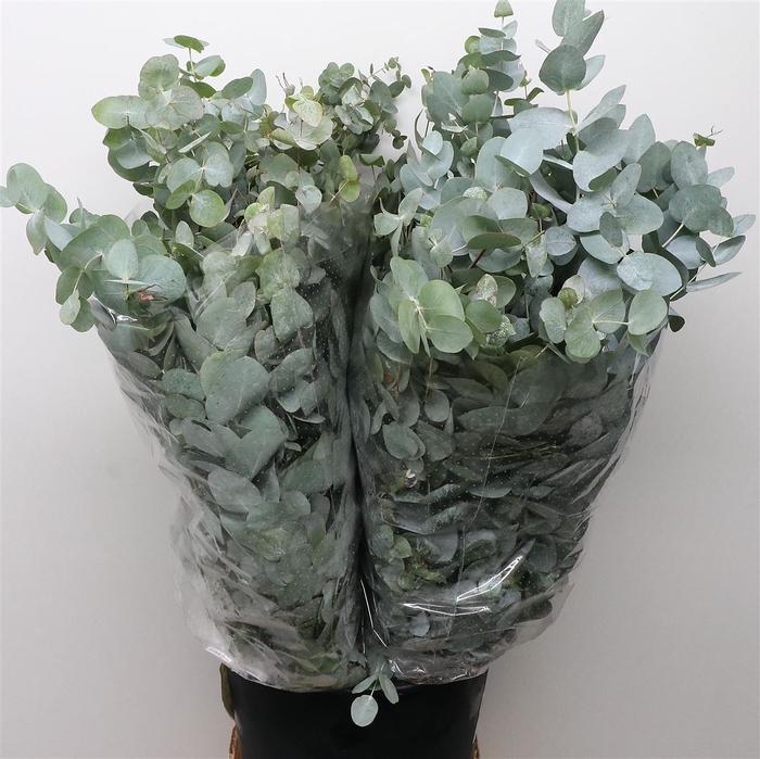 <h4>Euca Cinerea 200gram Albenga</h4>