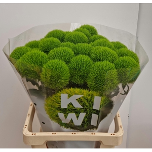 DI BARB KIWI MELLOW