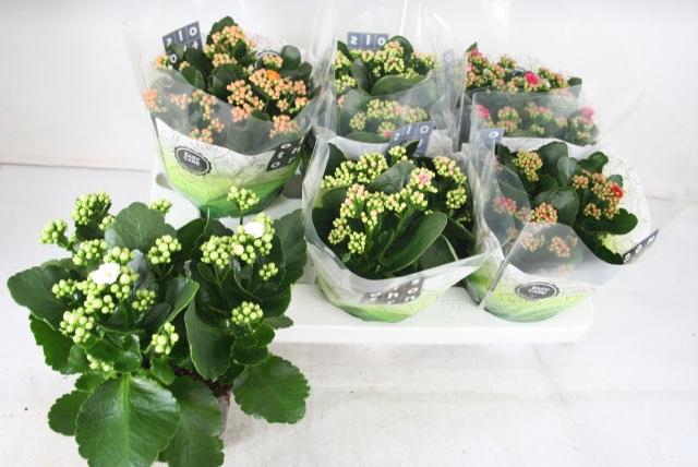 <h4>KAL GE GEM 5 KL</h4>