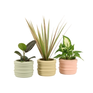 7502514: Solutionss Contradiction