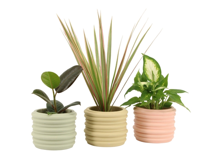 <h4>7502514: Solutionss Contradiction</h4>