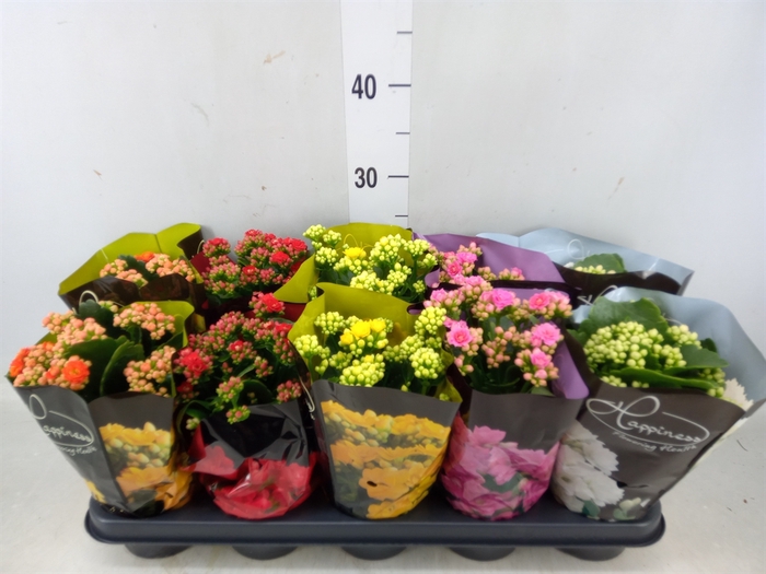 <h4>Kalanchoe blos.   ..rosebud rs fl 5</h4>