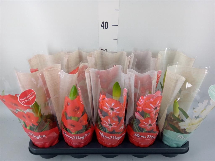 <h4>Hippeastrum   ...</h4>