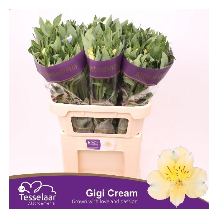 <h4>ALSTR GIGI CREAM</h4>