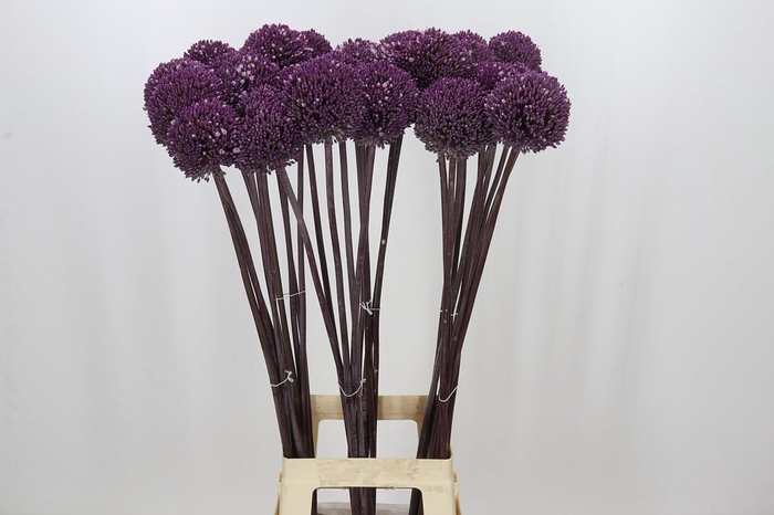 <h4>Allium Summer Drummer</h4>