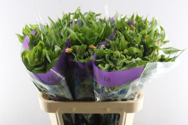 <h4>Alstr Bali (geel)</h4>