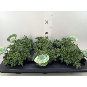 Delosperma echinatum