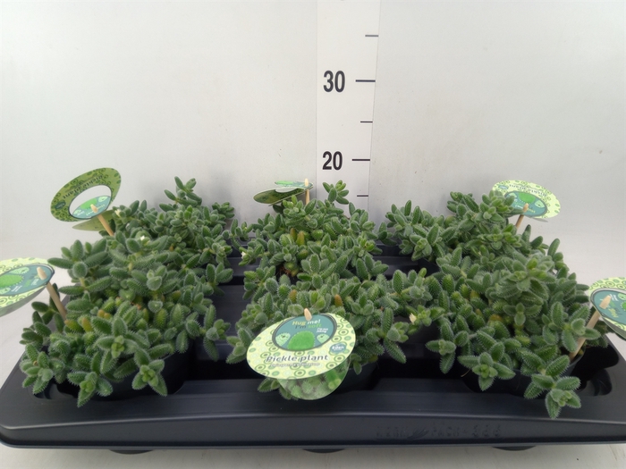 <h4>Delosperma echinatum</h4>