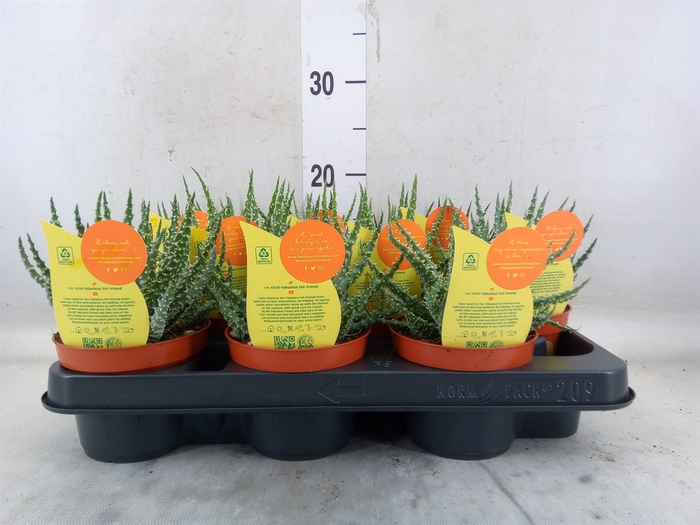 <h4>Aloe   ...</h4>