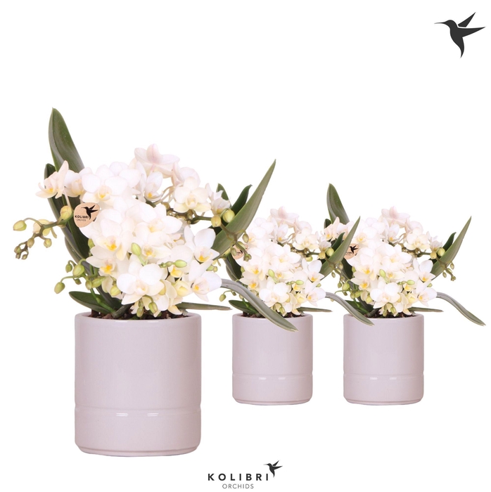 <h4>Kolibri Orchids Phalaenopsis Nazare 4 spike in Pastel pot pink</h4>