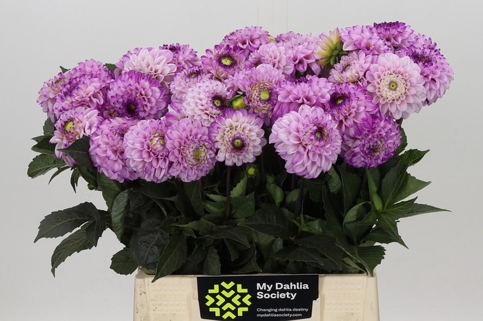<h4>Dahlia Genova</h4>