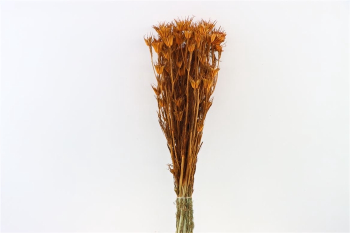 Dried Nigella Orientalis Orange Bunch Slv