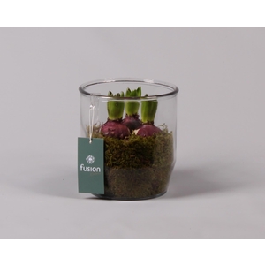 Glazen pot Dirk met Hyacint D15 H18