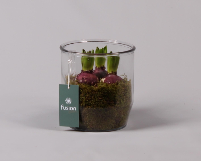 <h4>Glazen pot Dirk met Hyacint D15 H18</h4>