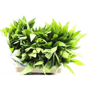 Deco Gr Cocculus Blad L 80