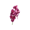 Vanda Orchid Pink Dark