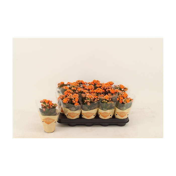 <h4>Kalanchoe Double, Le Chic Orange</h4>
