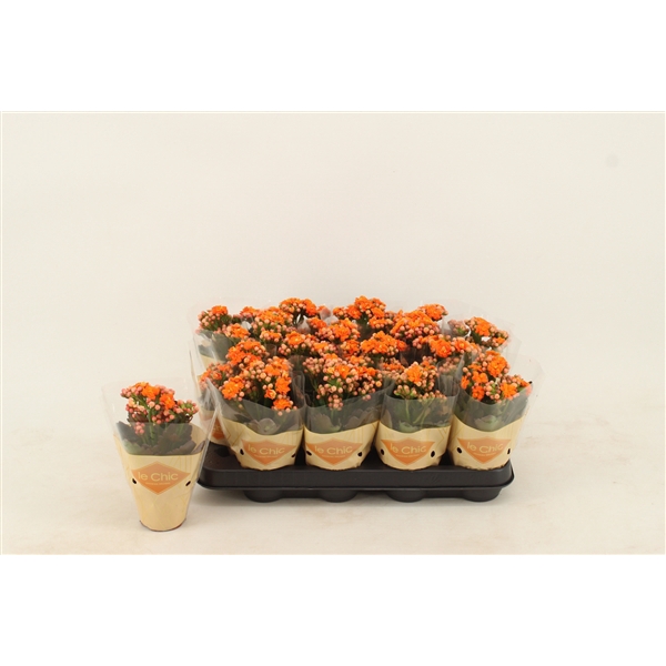 <h4>Kalanchoe Double, Le Chic Orange</h4>