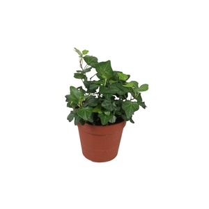 Hedera helix Wonder